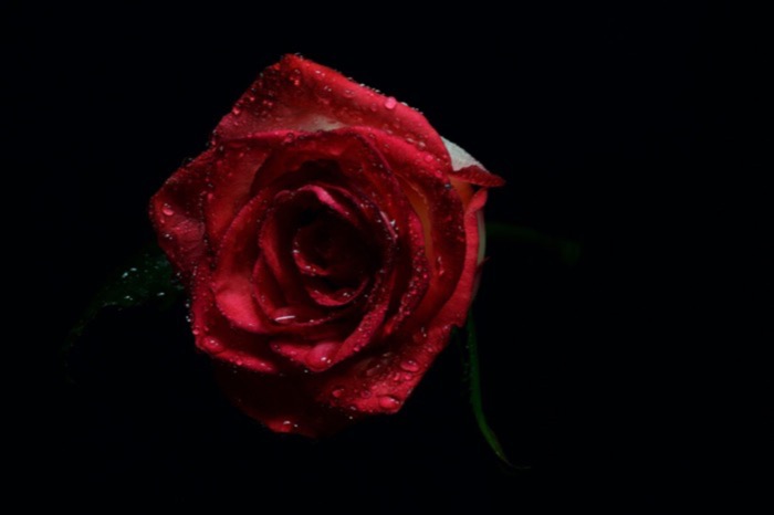 pexels-miguel-a-moyen-rose-adb